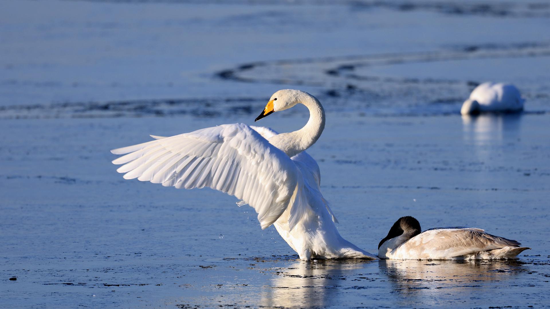 Ein Singschwan auf dem Sehlendorfer See. | Franziska Kolm