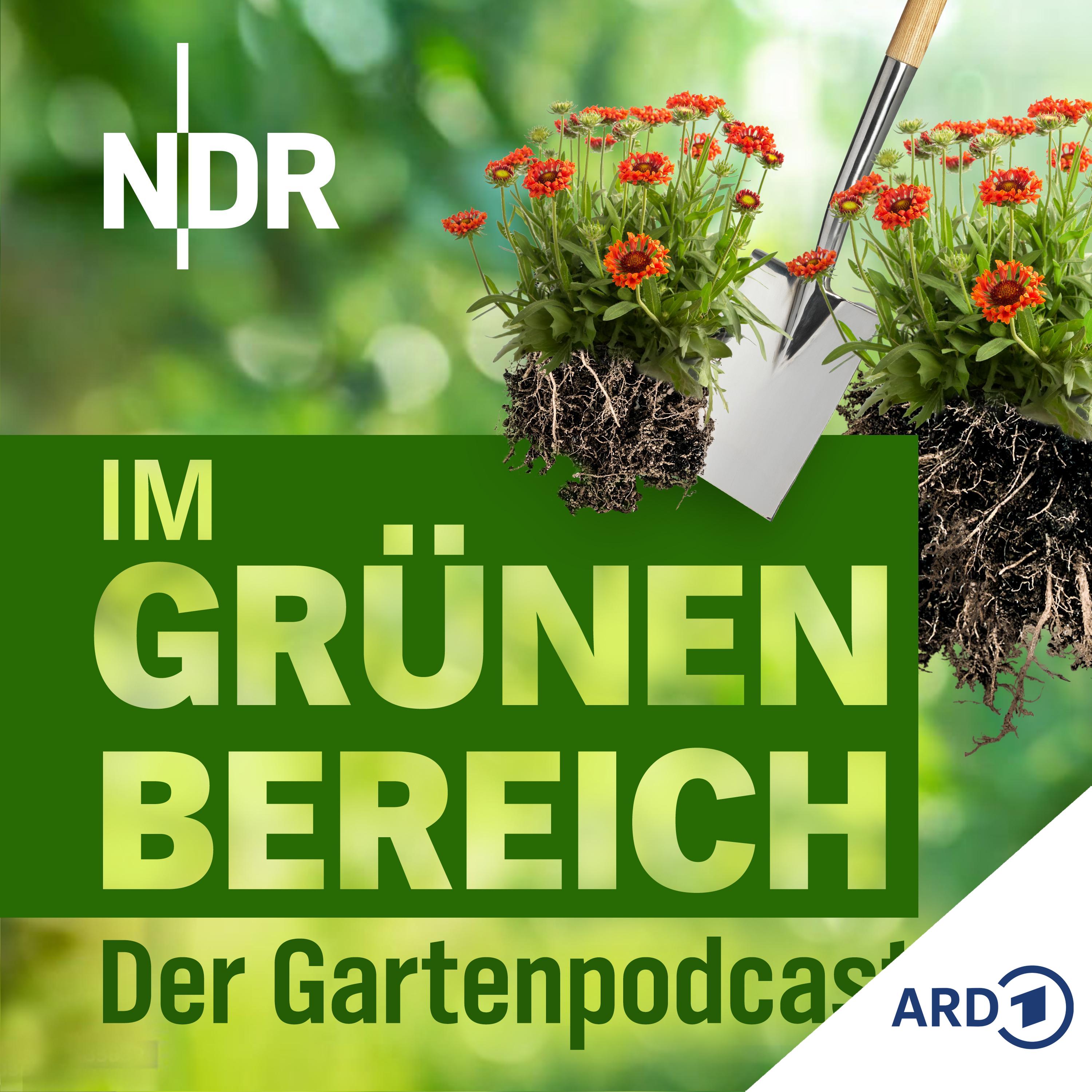 Play Stauden teilen und pflegen: So geht's richtig