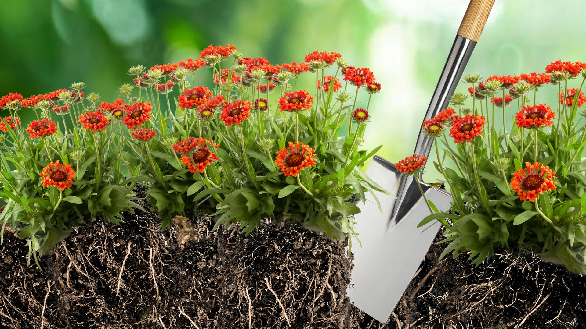 Stauden Sonnenhut werden mit einem Spaten geteilt | AdobeStock