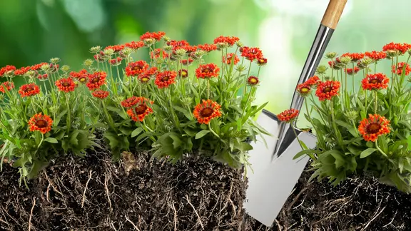 Stauden Sonnenhut werden mit einem Spaten geteilt