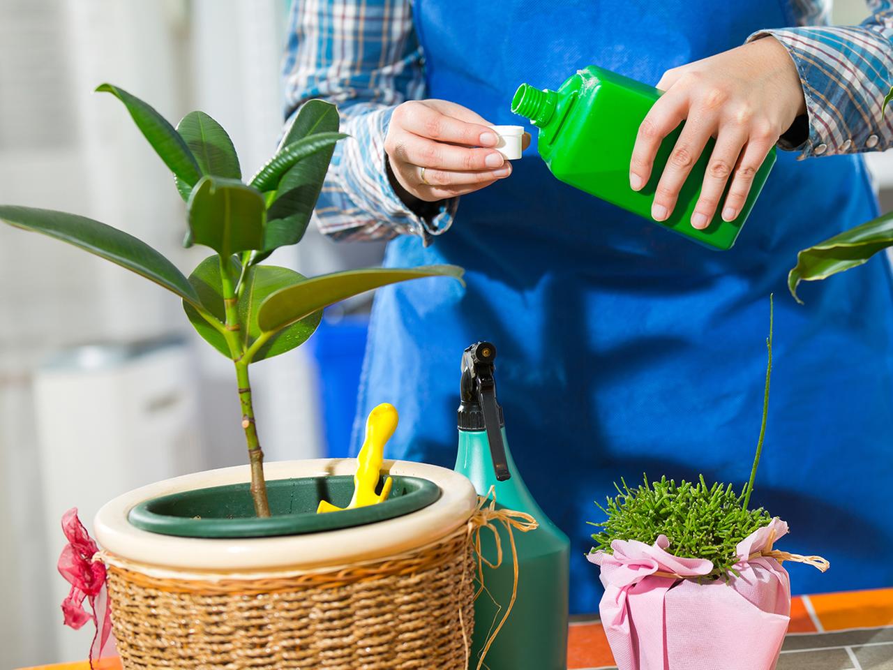 neemöl für zimmerpflanzen Neemöl mit Emulgator für Garten- und Pflanzenpflege main image 1