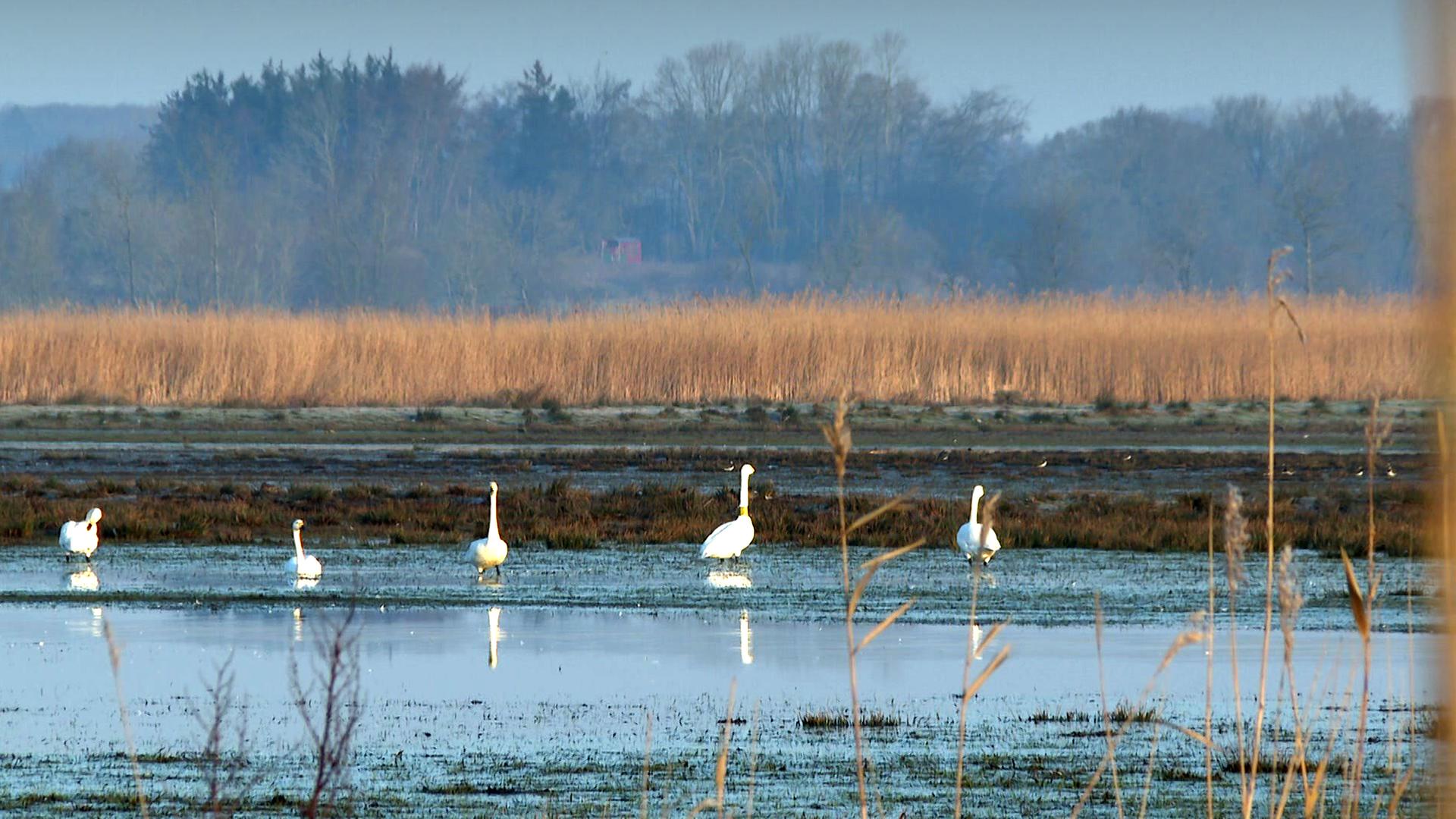 A20: Gefährdet der geplante Weiterbau Zwergschwäne in Steinburg?