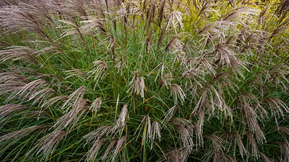 Blühendes Chinaschilf