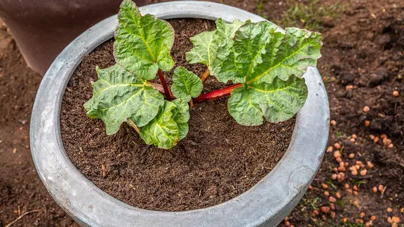 Rhabarber wächst auch gut in einem großen Topf. | NDR, Udo Tanske Eine Rhabarber-Pflanze in einem Pflanzkübel