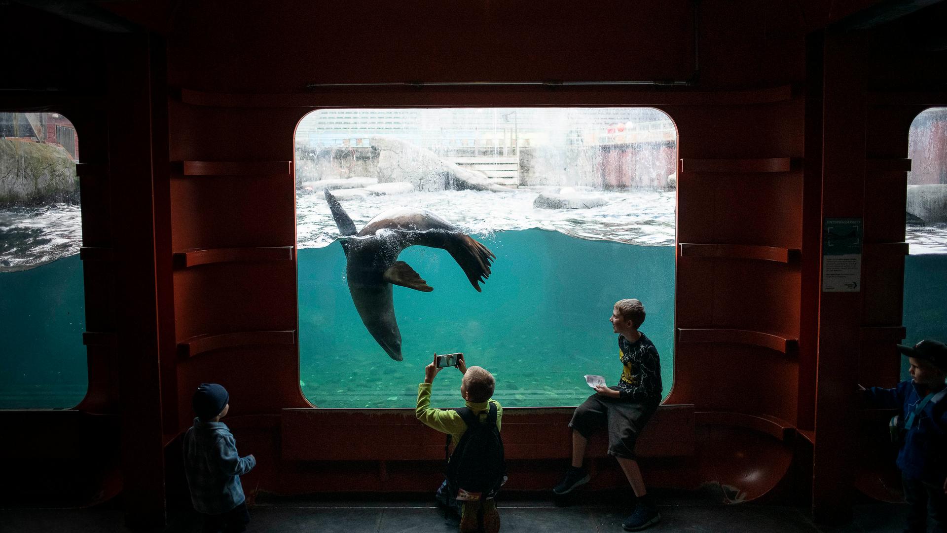 Im Erlebnis-Zoo Hannover taucht eine Robbe im Wasserbecken und wird dabei von mehreren Kindern durch eine Glasscheibe bestaunt. | NDR, Julius Matuschik