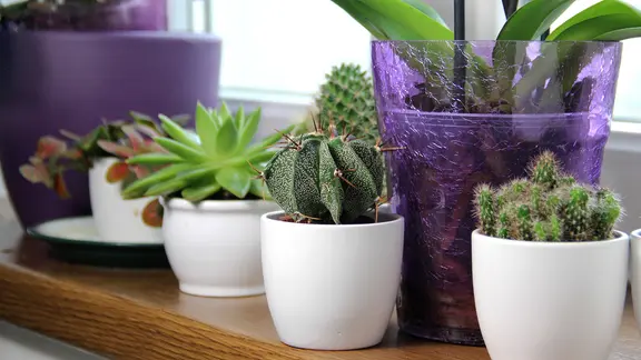 Im Winter sollten alle Pflanzen möglichst nah am Fenster stehen. | Colourbox, - Mehrere Zimmerpflanzen in Töpfen auf einer Fensterbank.