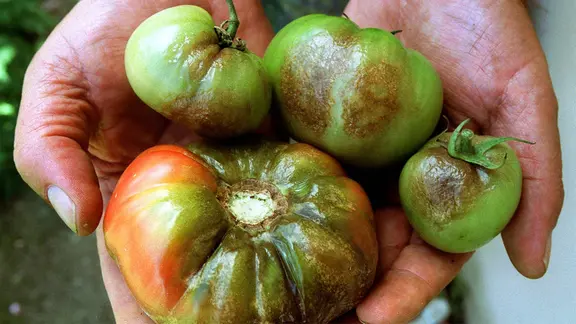 Von Braunfäule befallene Tomaten