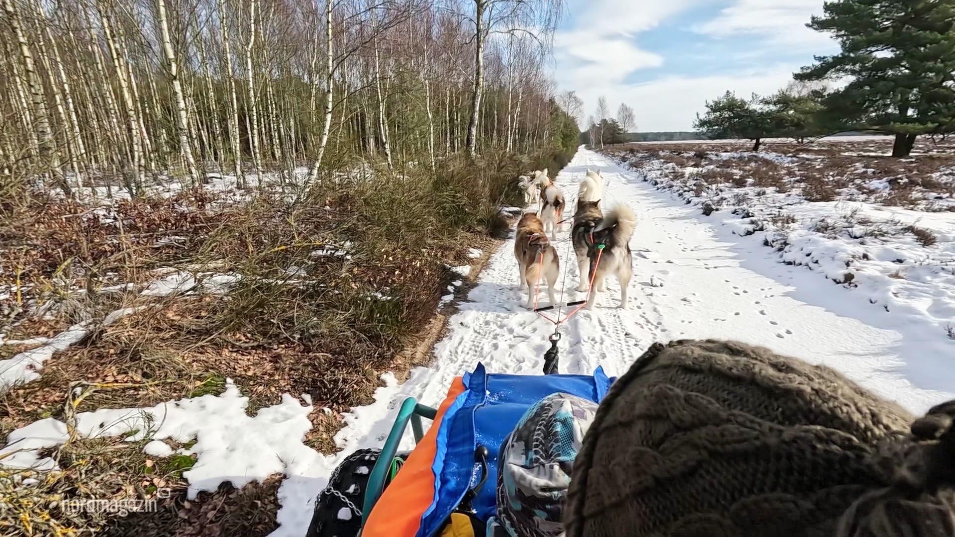 Mit den Schlittenhunden durch die Retzower Heide