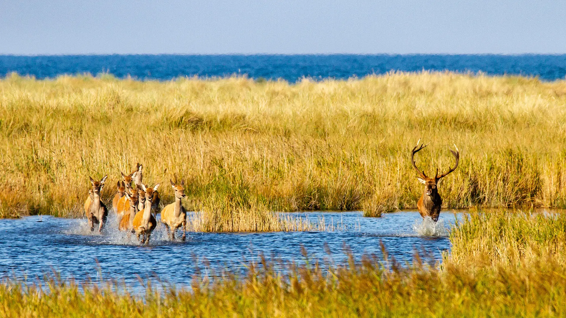 1990: Geburtsstunde des Nationalparks Vorpommersche Boddenlandschaft