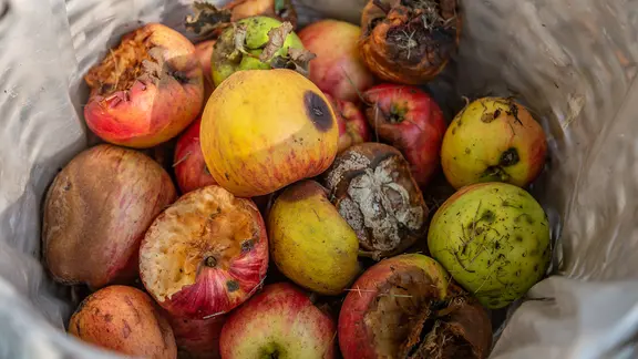 Angefressene und faulige Äpfel in einem Korb.