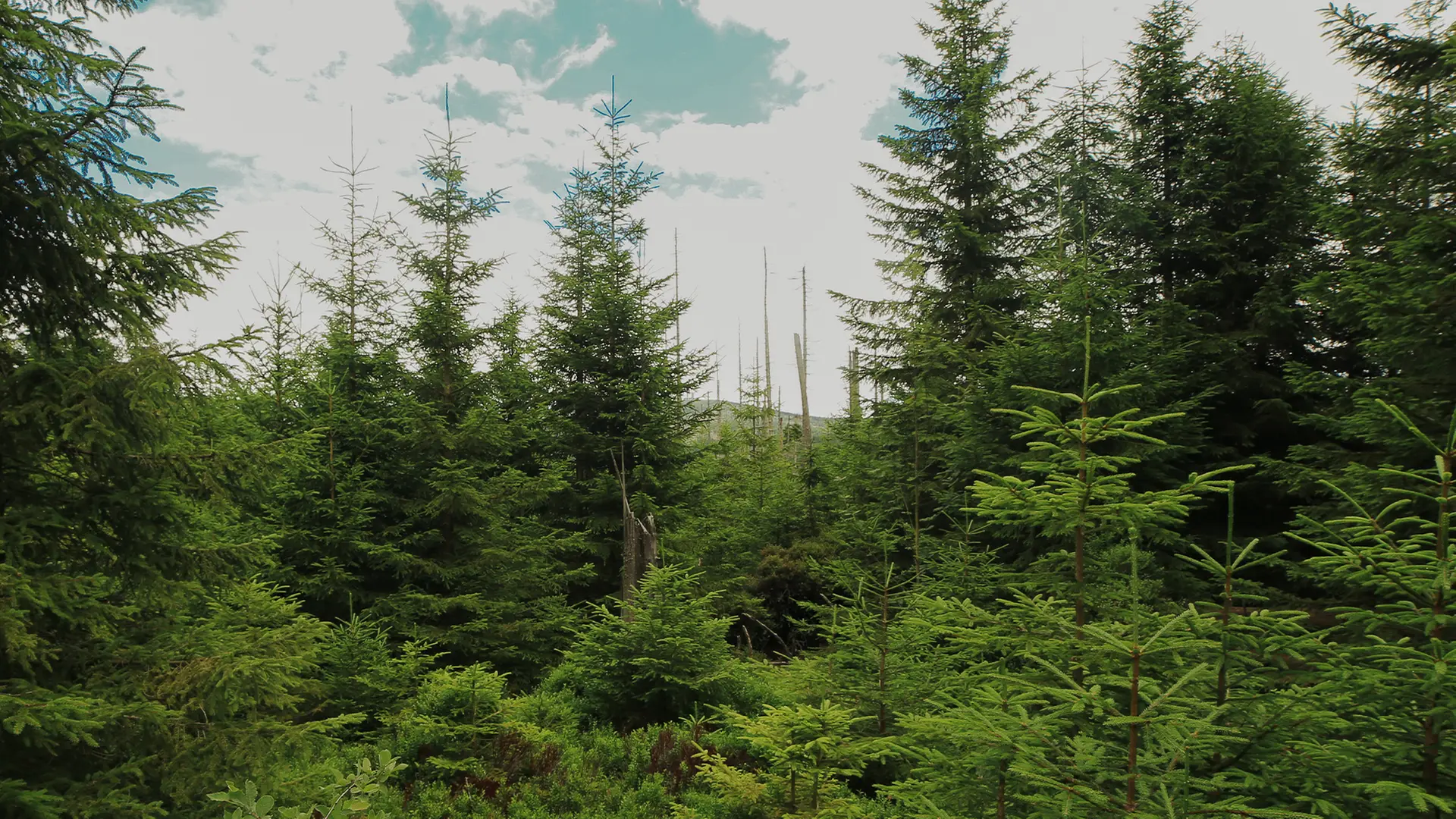Harz: Wälder erholen sich - Millionen neue Bäume gepflanzt