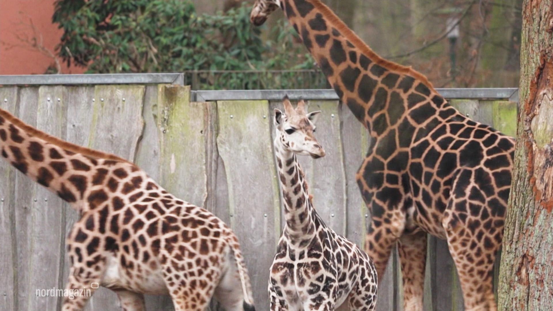 Bilanz und Ausblick im Zoo Schwerin