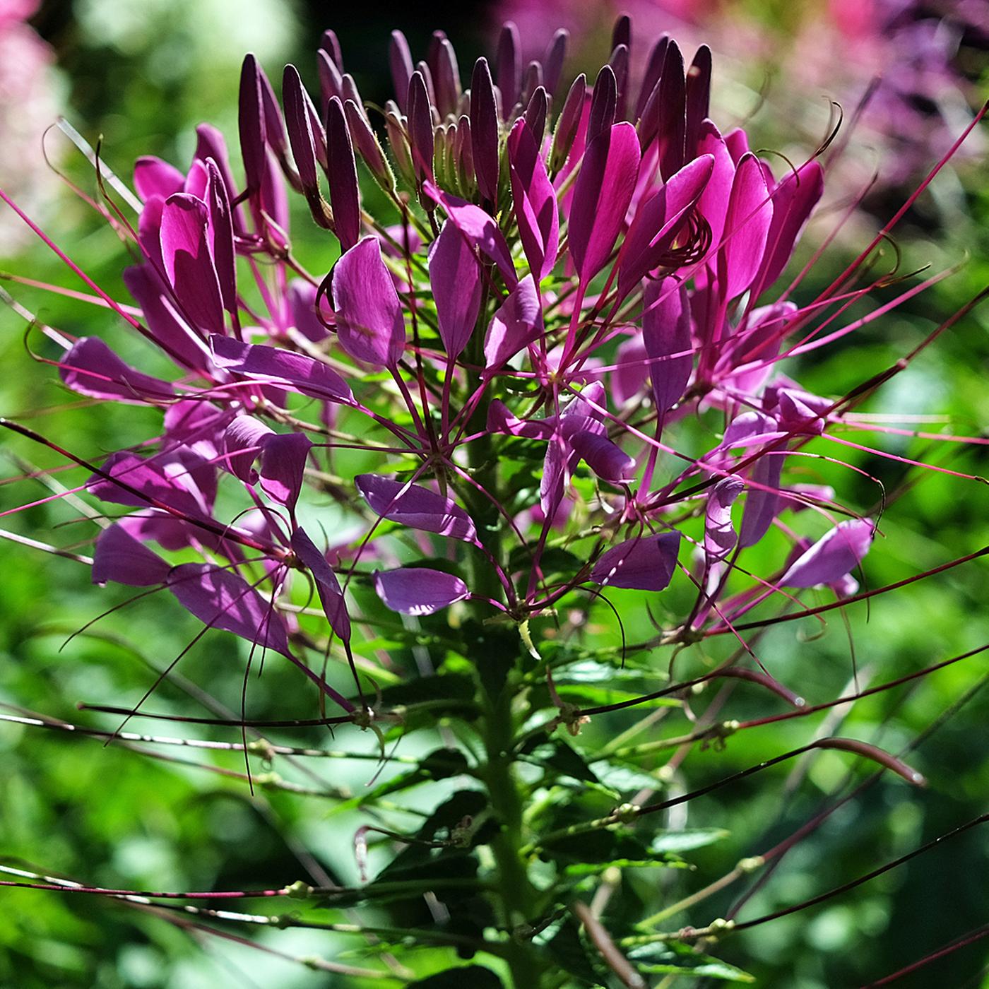 Spinnenblume: Zierpflanze fr Kbel und Beet | ndr.de