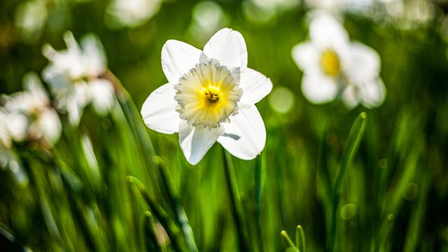 Kkengelbe Pflanzen fr die Osterdeko im Kbel
