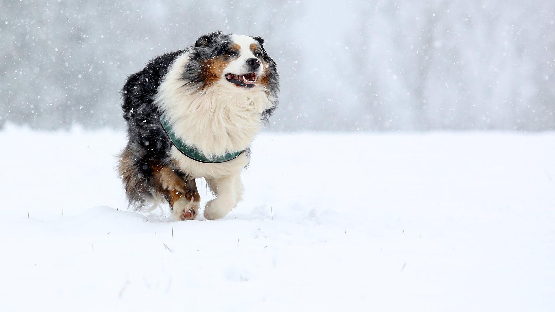 Hunde im Winter: Worauf Besitzer achten sollten