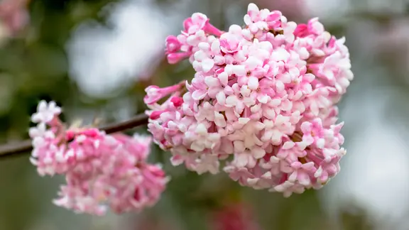 winterschneeball dngen Winterschneeball 'Dawn' - Viburnum bodnantense Dawn