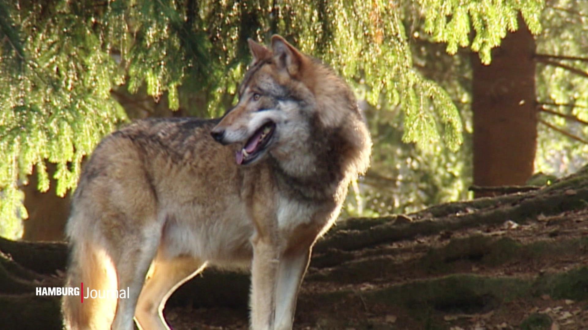 Wolfsmanagement: Wie geht es jetzt weiter?