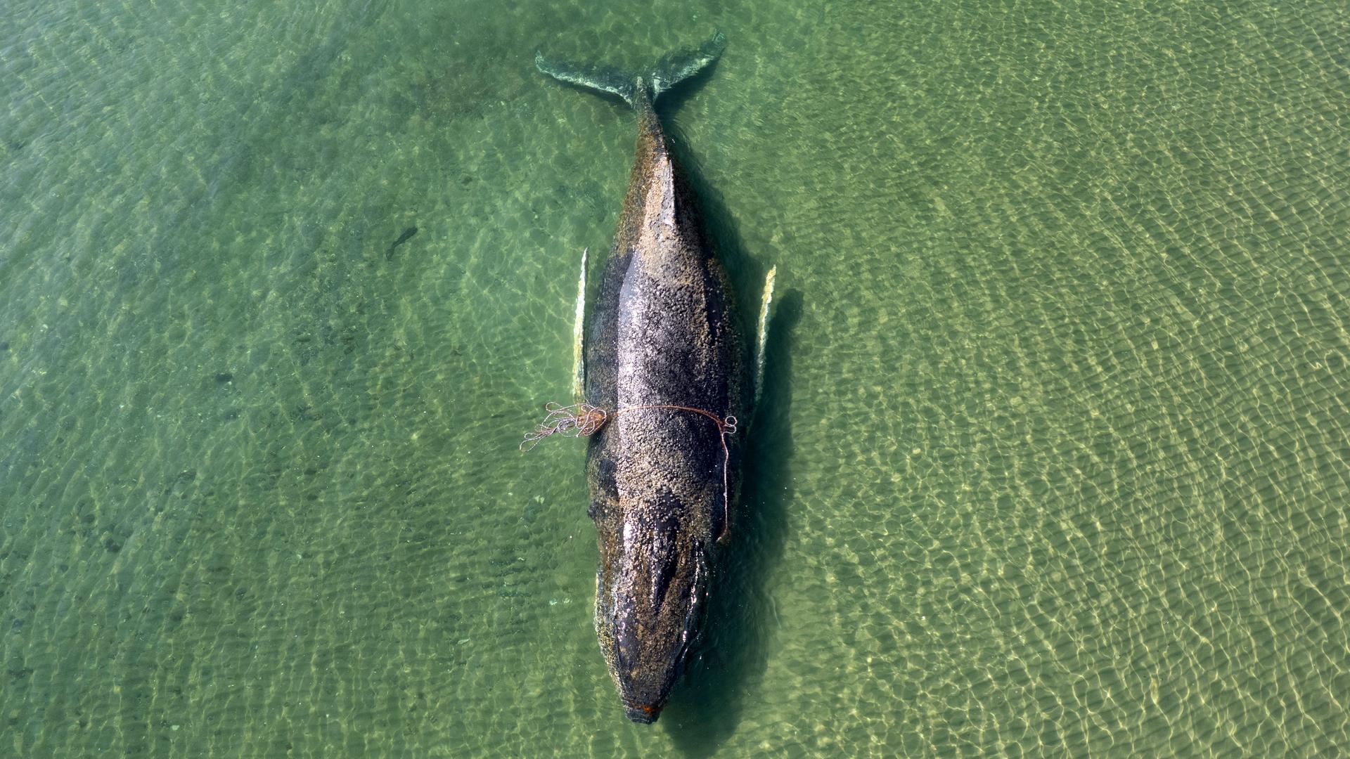 Ein in der LÃ¼becker Bucht vor Niendorf gestrandeter Buckelwal in der Ostsee | Sea Shepherd