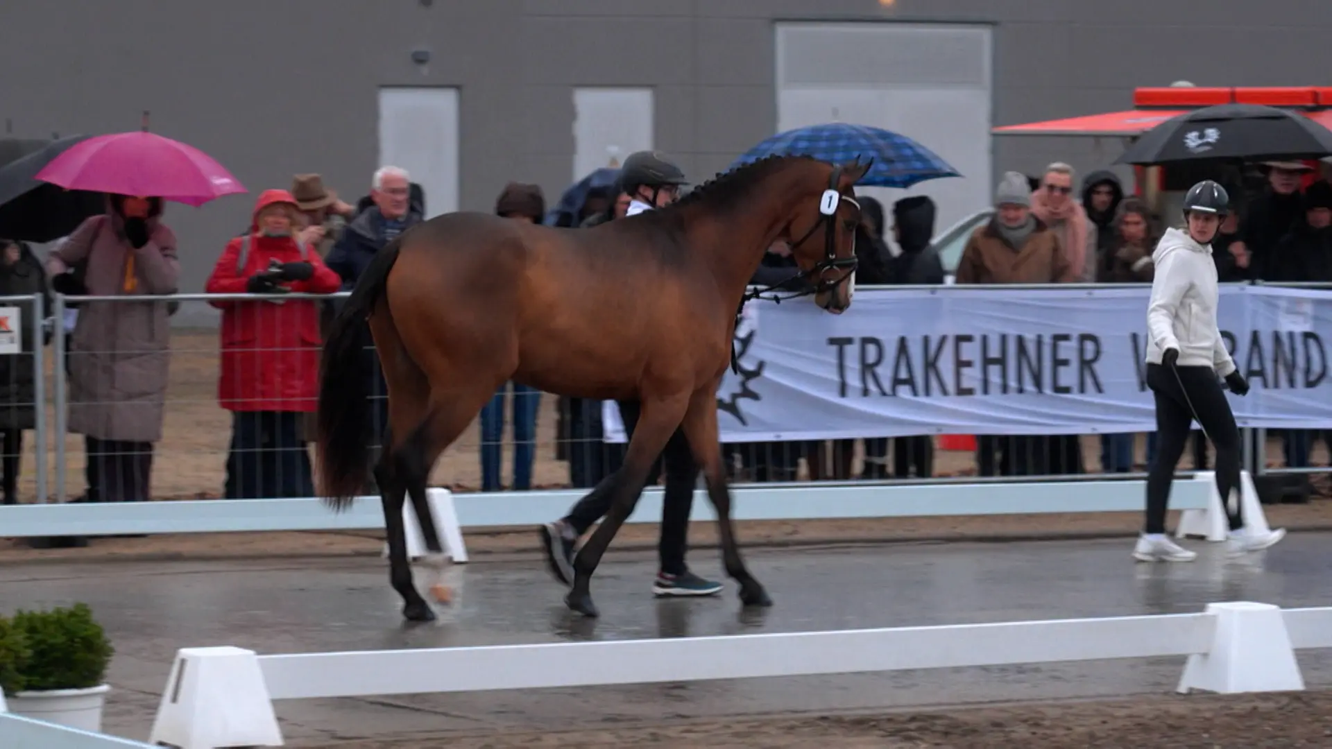 Trakehner Hengstmarkt: Immer weniger Junghengste