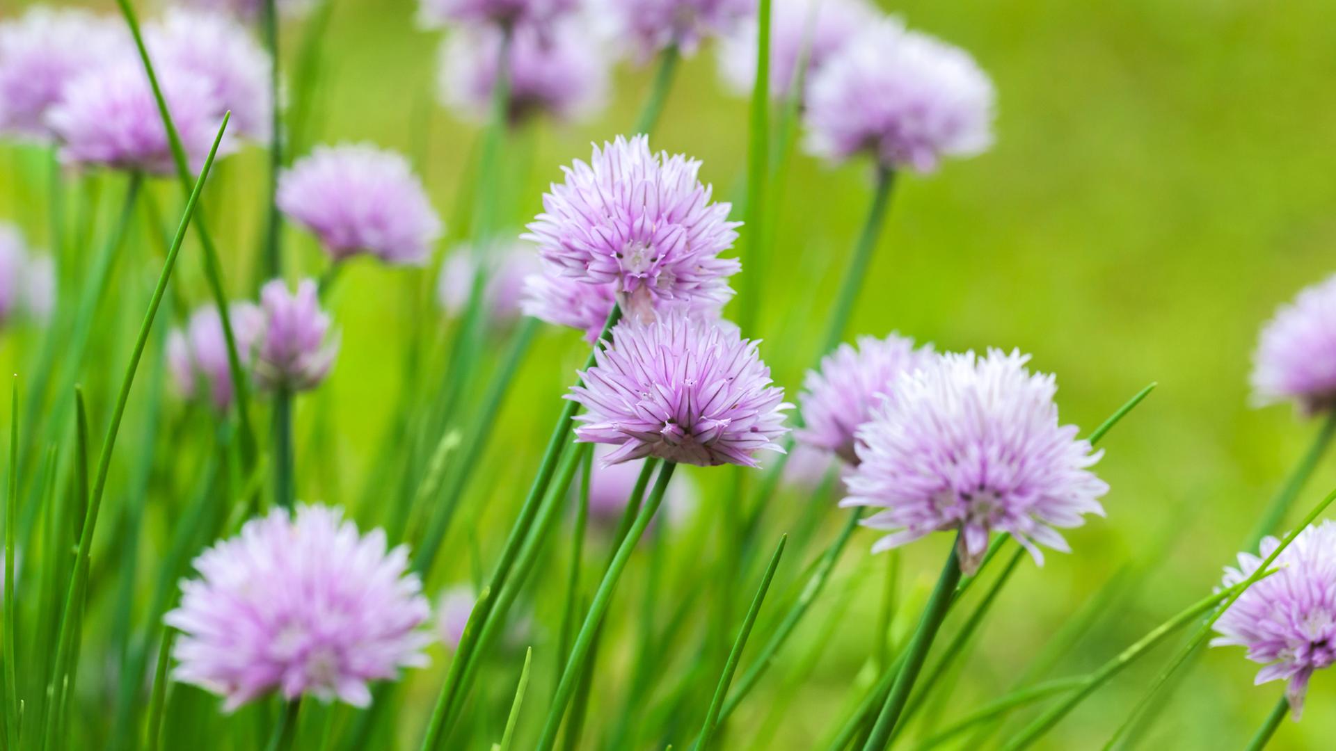 Gartenarbeit im Vorfrhling