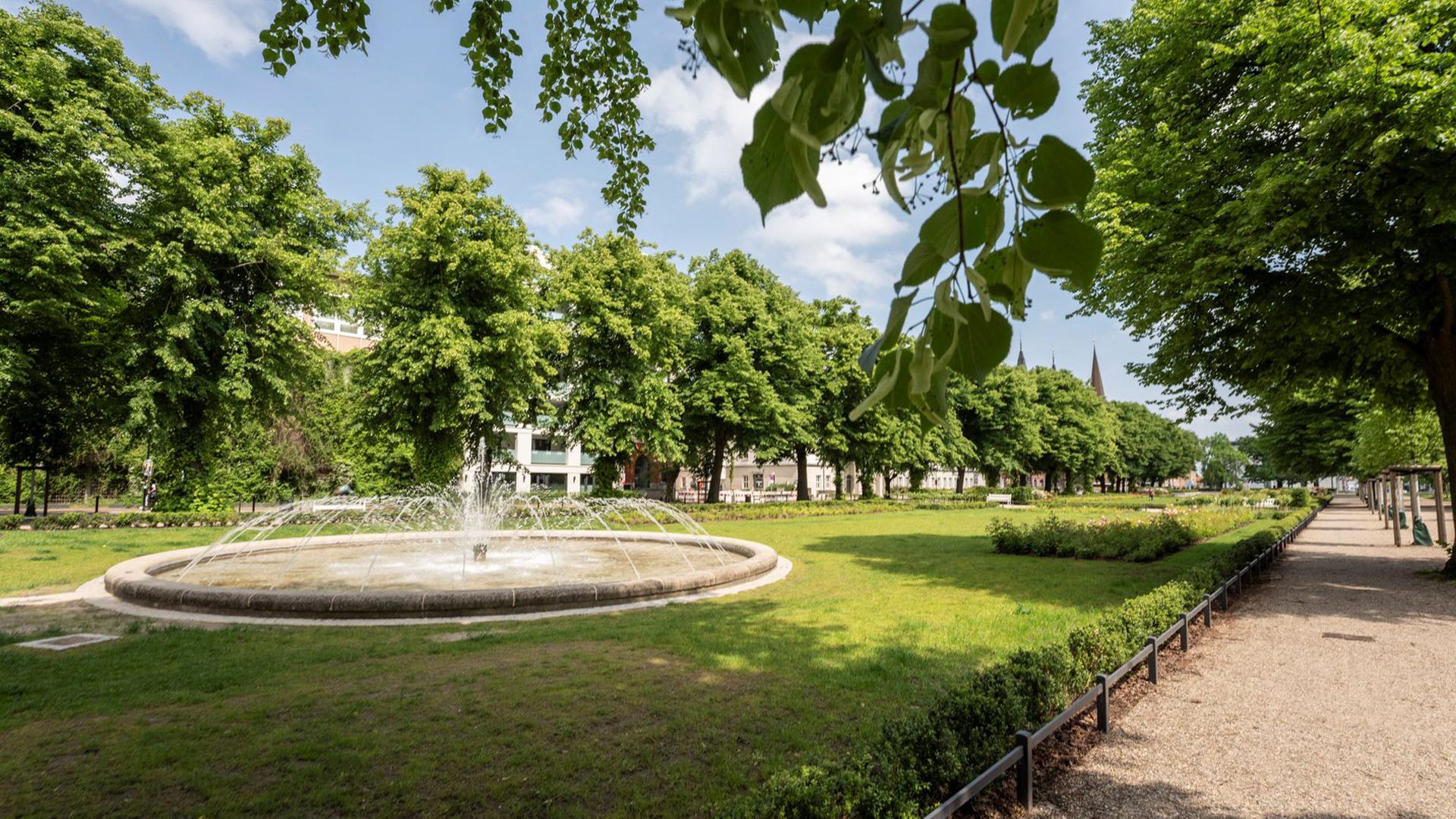 So sollen in Rostock mehr Bäume gepflanzt werden