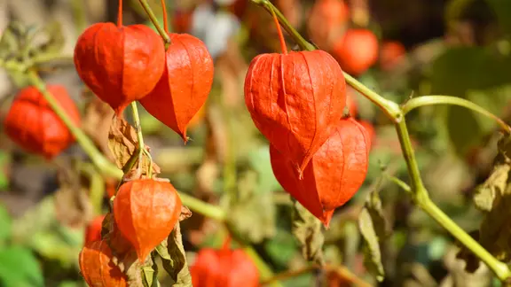 Leuchtend orange gefärbte Kelchblätter einer Lampionbume.
