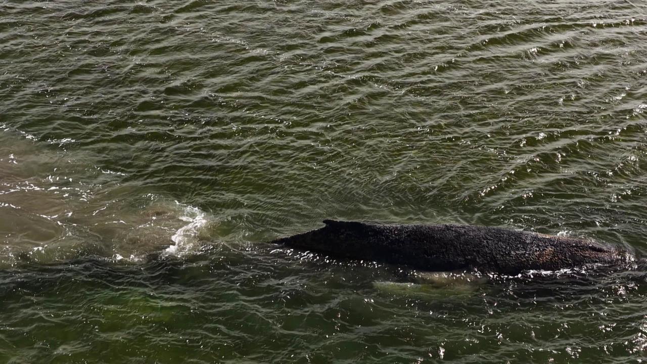 Vor Insel Poel: Buckelwal liegt wieder auf Grund