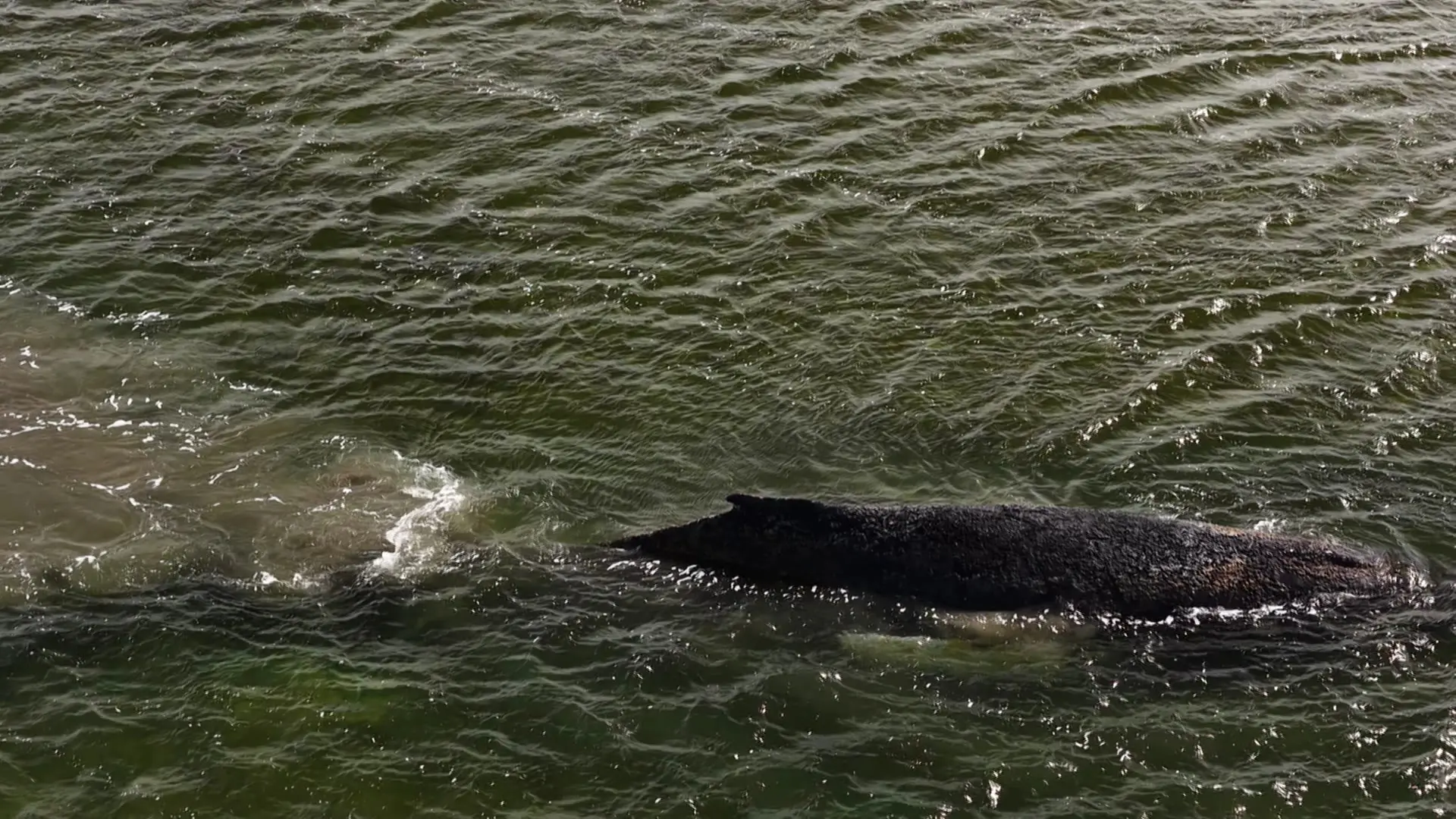 Buckelwal liegt weiter vor Poel auf Grund