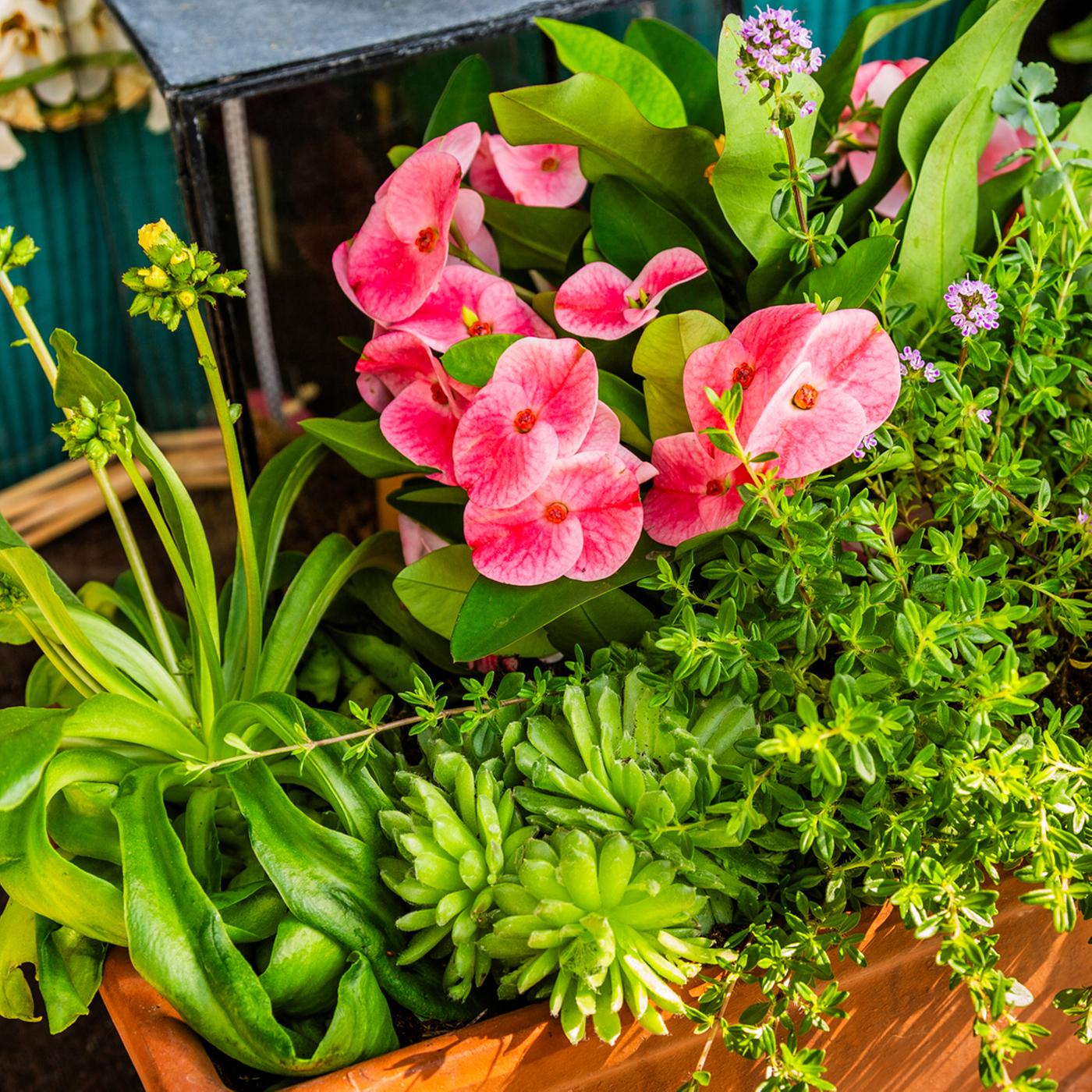 Blumenksten im Frhling dauerhaft bepflanzen