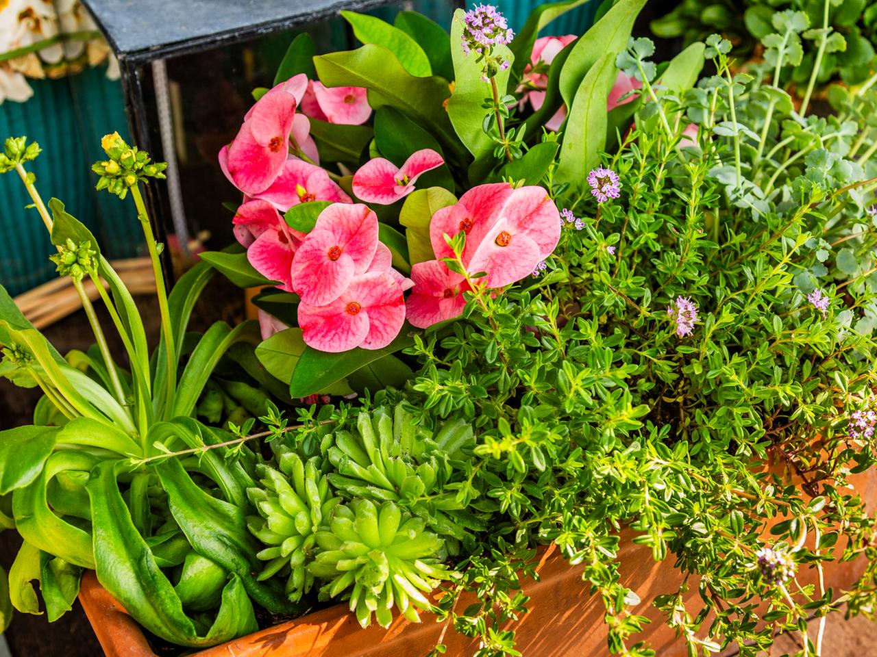 Blumenksten im Frhling dauerhaft bepflanzen