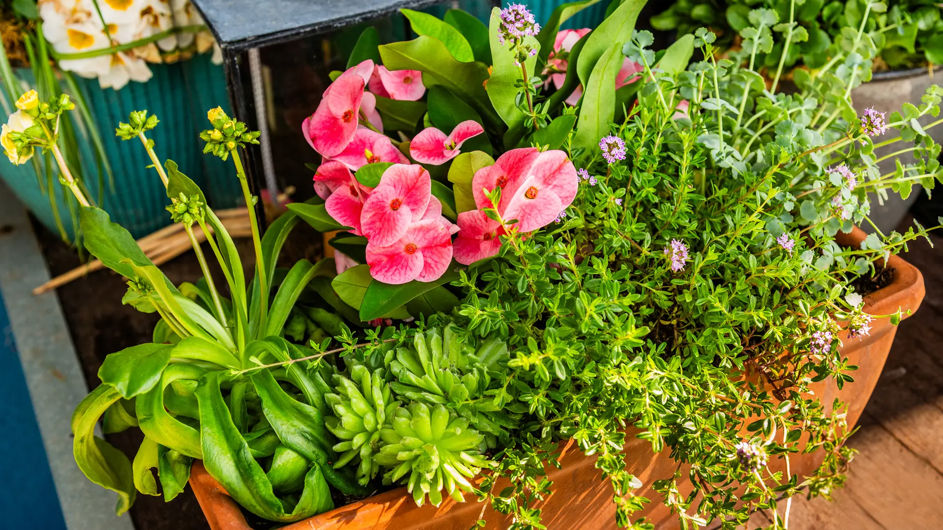 blumenkasten lang und schmal robinia-pro PFLANZKASTEN mit SICHTSCHUTZ – robinia24 main image 1