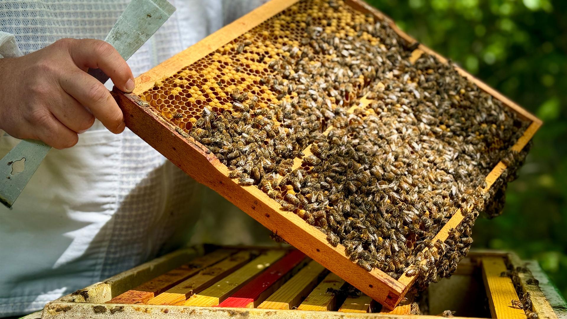 Weltbienentag: Honigjahr startet gut – so geht es den Wildbienen
