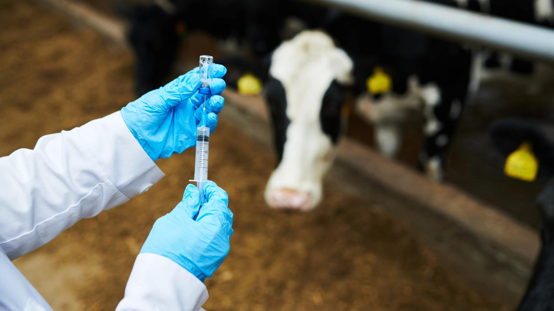 Erfolgsversprechende mRNA-Impfstoff-Tests gegen Maul- und Klauenseuche