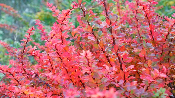 kaukasus vergissmeinnicht 'variegata' Jetzt Kaukasus-Vergissmeinnicht 'Variegata' online kaufen bei Bohlken  Pflanzenversand – Bohlken Pflanzenversand GbR main image 1