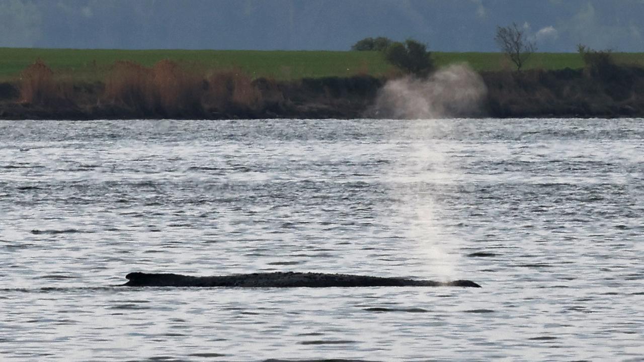 Liveticker zum Ostsee-Wal: Dritter Tag des Rettungsversuchs