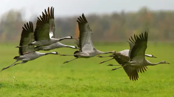 Im Herbst rasten Tausende Kraniche im Müritz-Nationalpark. | imago images/blickwinkel, M. Kuehn Kraniche fliegen über eine Wiese.
