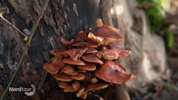 An einem Baumstamm wachsen bräunliche Pilze (Samtfußrüblinge).