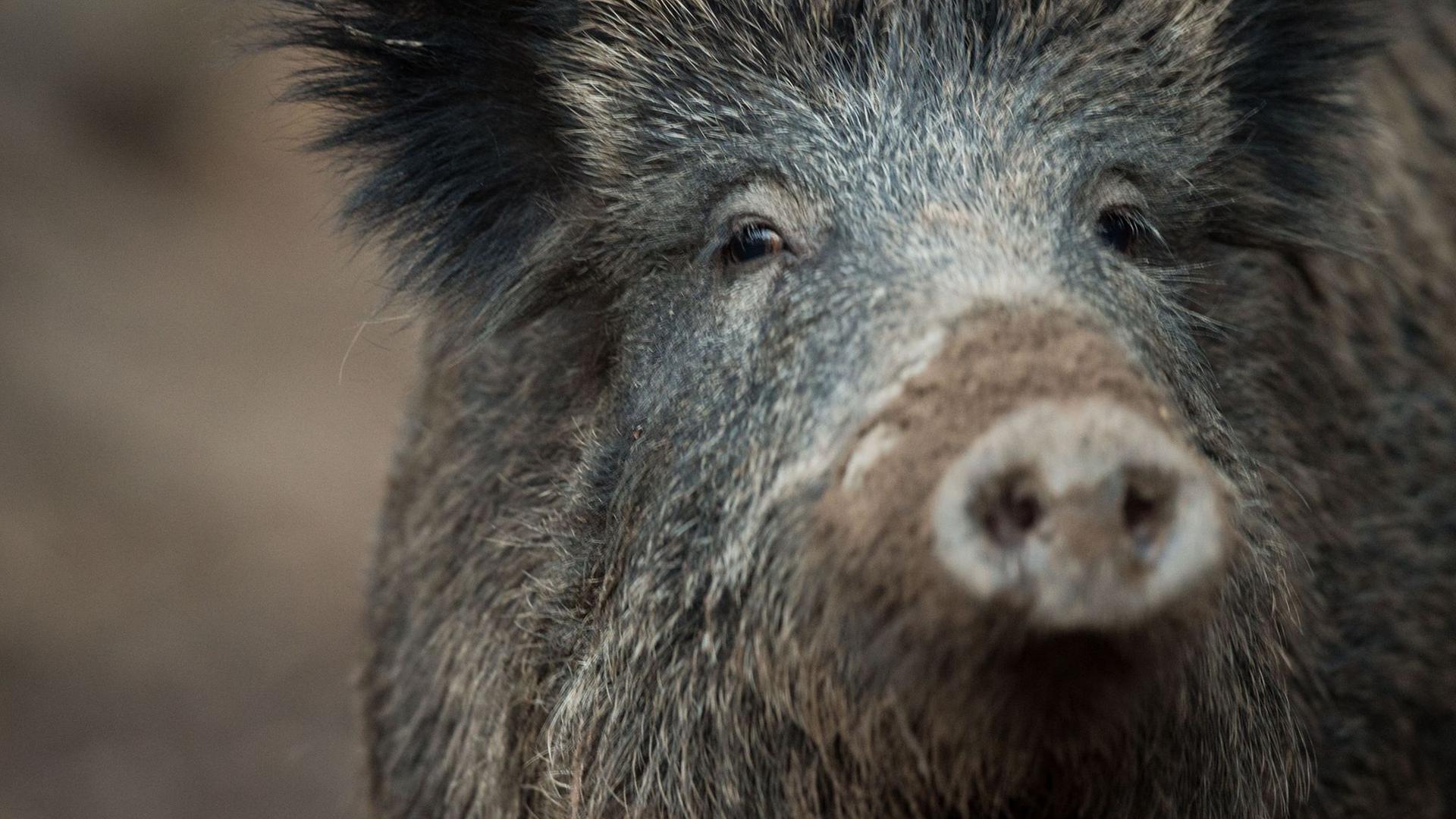 Ein Wildschwein schaut aus einem Wildschweingehege. | Lino Mirgeler / dpa
