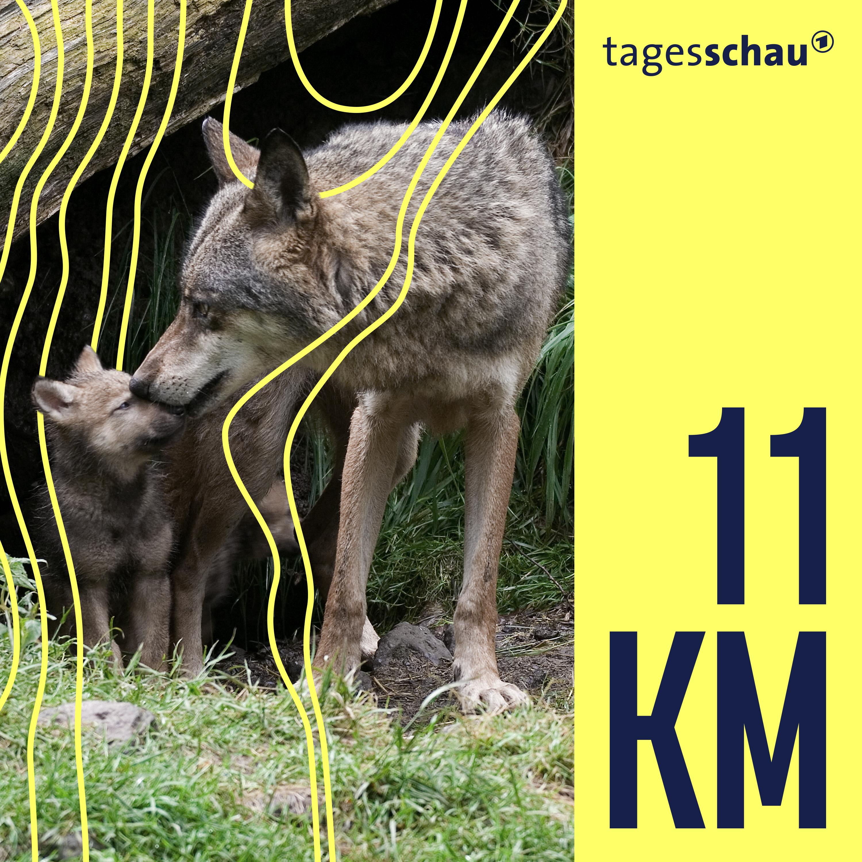 Guter Wolf, böser Wolf: Der Umgang mit dem "Problem-Tier"