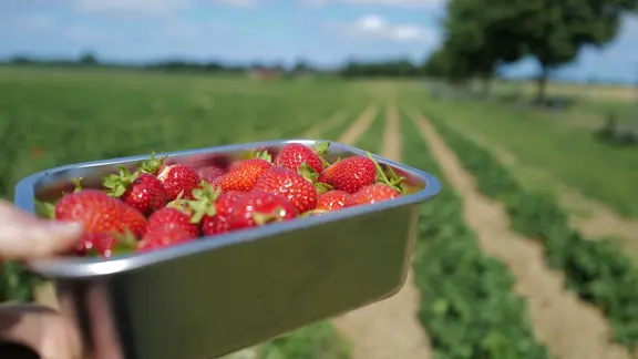 Eien Metallschale mit Erdbeeren vor einem Erdbeerfeld