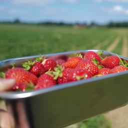 Eien Metallschale mit Erdbeeren vor einem Erdbeerfeld