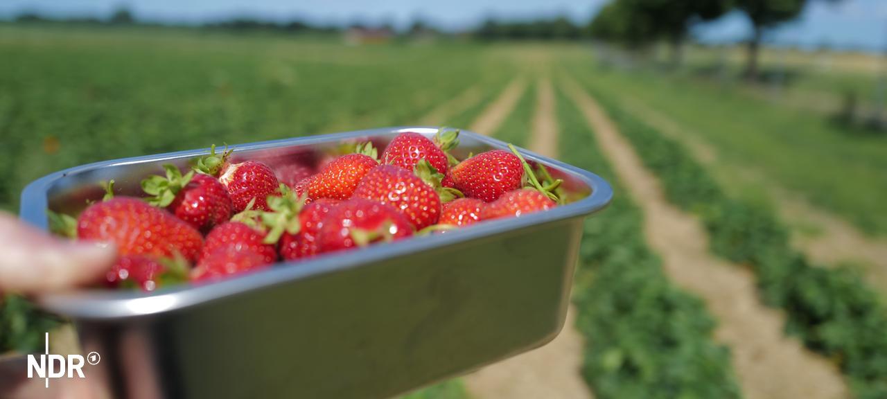 Eien Metallschale mit Erdbeeren vor einem Erdbeerfeld | Lisa Pandelaki Eien Metallschale mit Erdbeeren vor einem Erdbeerfeld