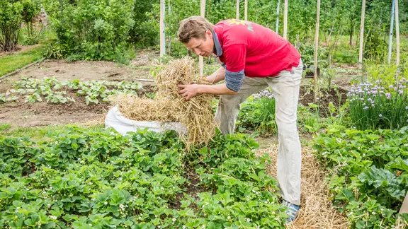 Mulchen mit Rasenschnitt und Rindenmulch: So funktioniert es | ndr.de