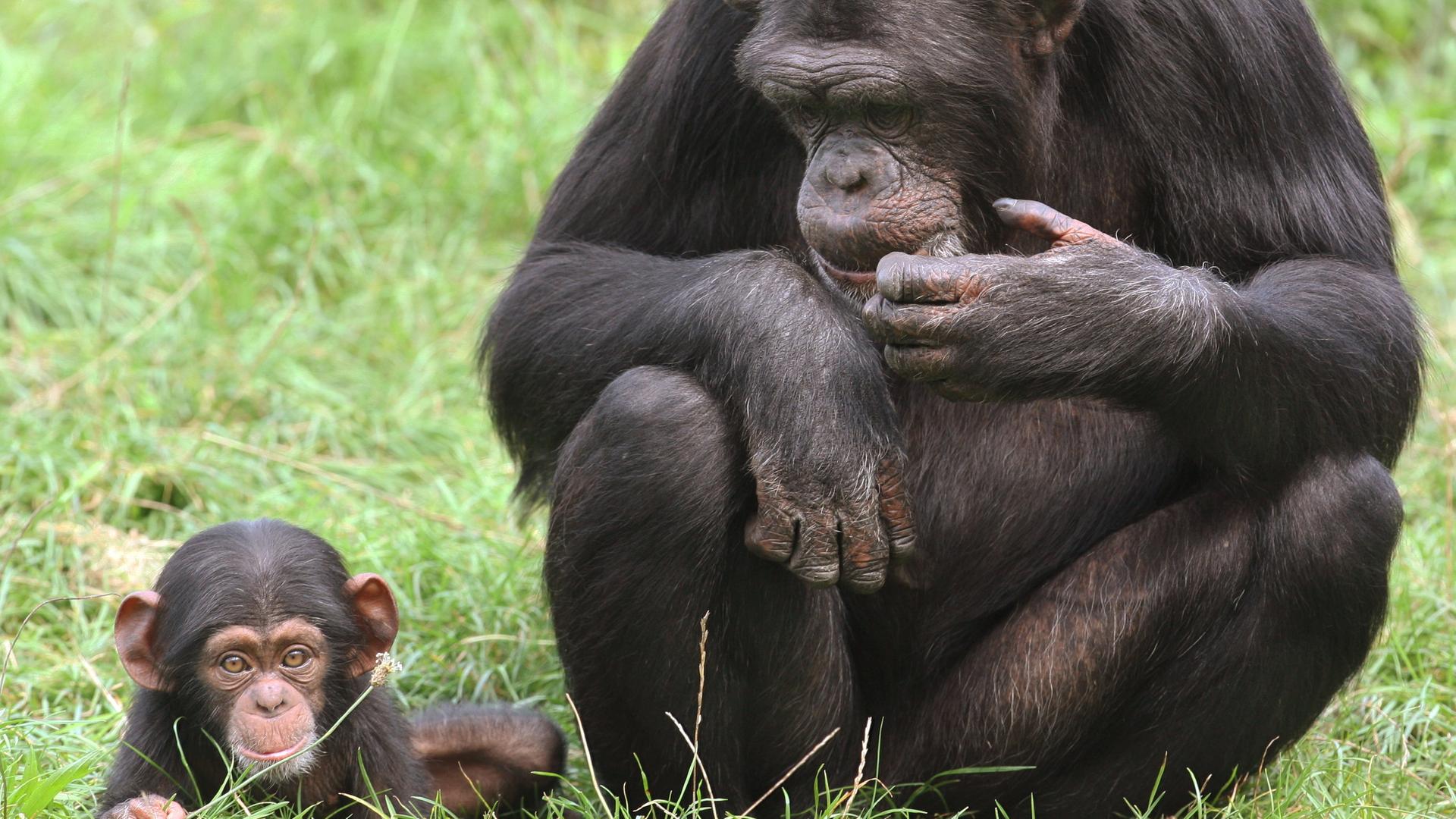 Ein Schimpansenbaby sitzt neben seiner Mutter im Gras.  | Holger Hollemann, dpa
