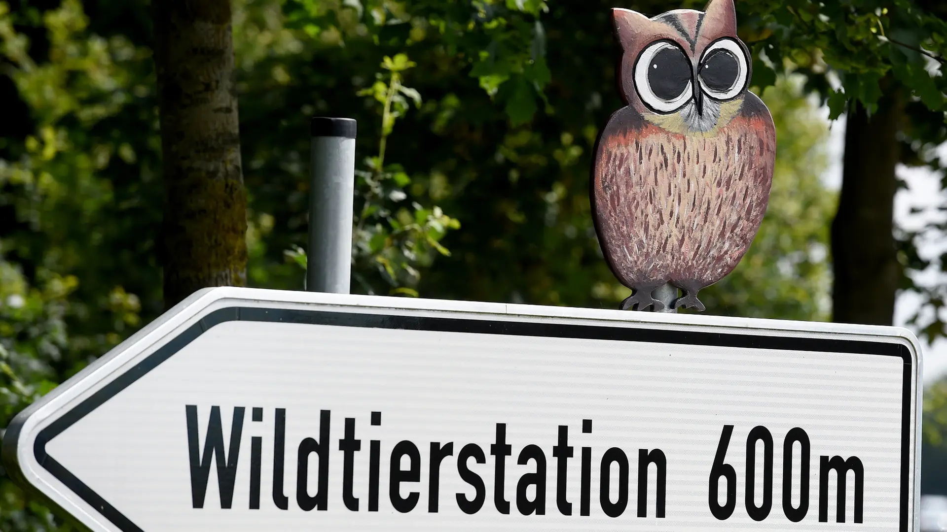 Nach Biss in Altona: Gefangener Wolf jetzt im südlichen Niedersachsen