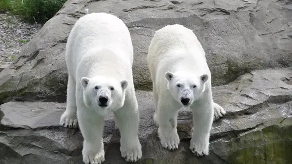 Eisbären sind die Wappentiere des Rostocker Zoos. Sie bewohnen das Polarium. | Zoo Rostock, Seemann Zwei Eisbären stehen in ihrem Gehege im Zoo Rostock.