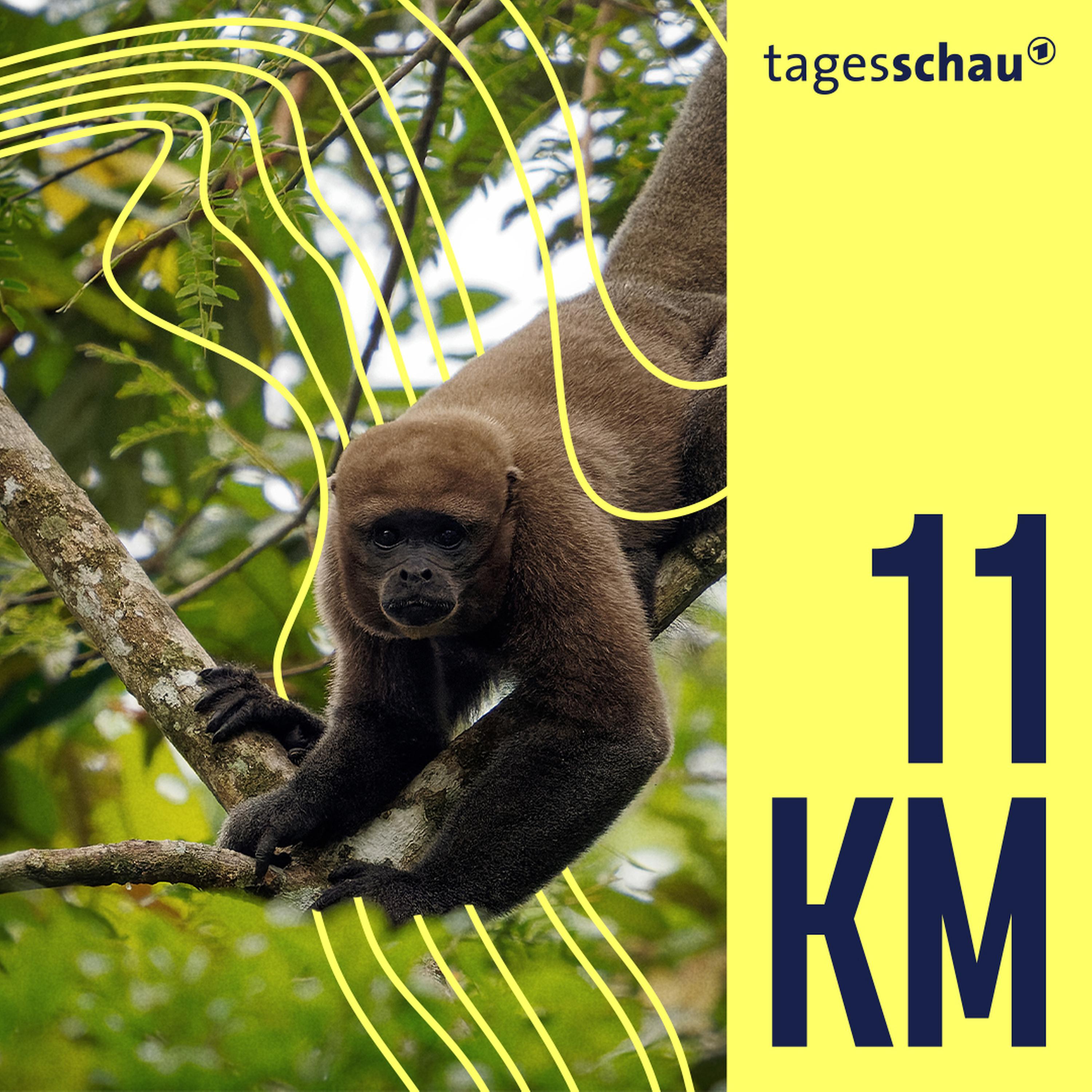 Regenwald: Artenschutz mit bitteren Nebenwirkungen