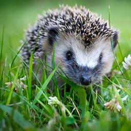 Ein Igel im Gras.