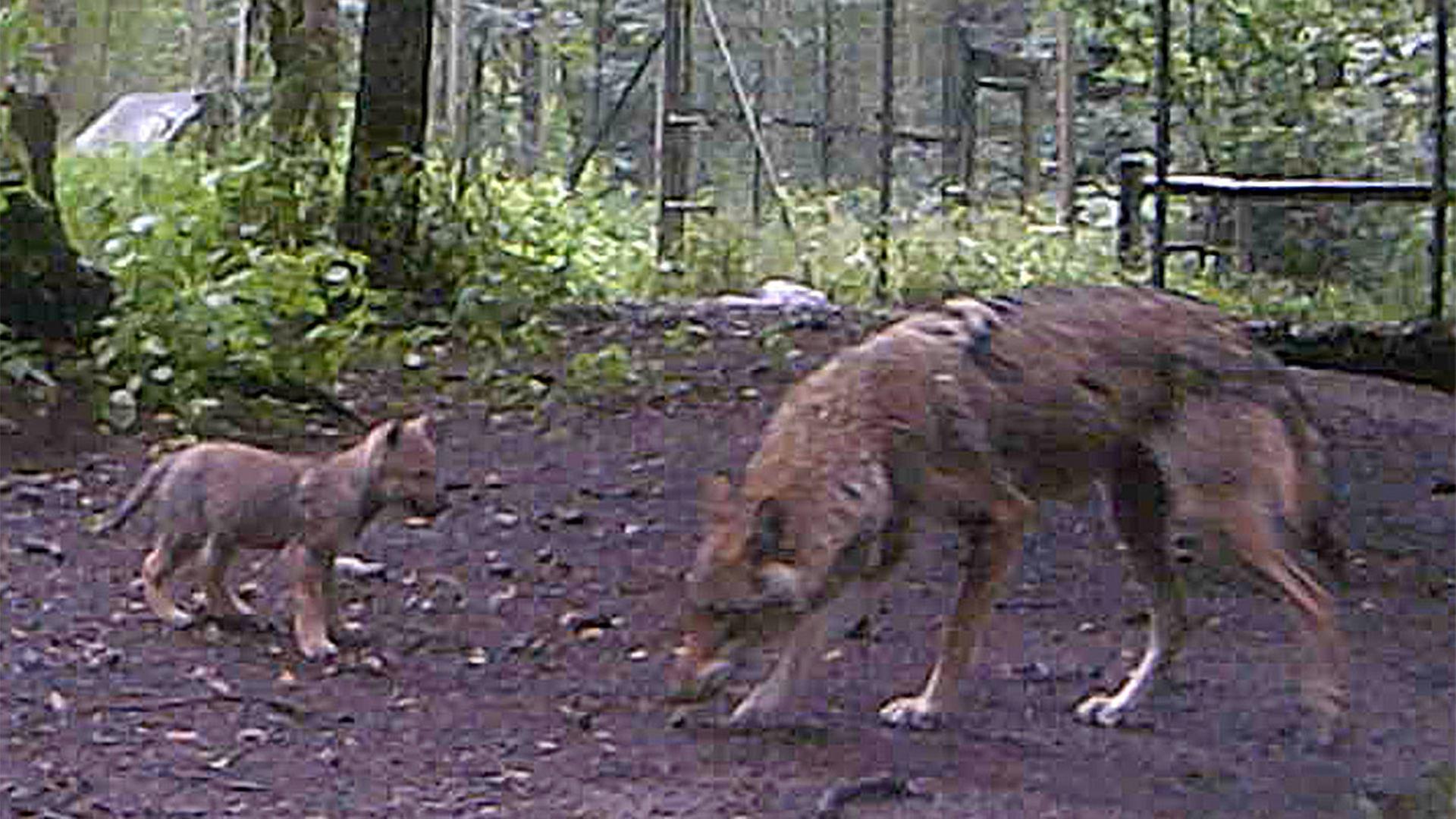 Überraschender Nachwuchs: Wolfswelpe im Wildpark Eekholt