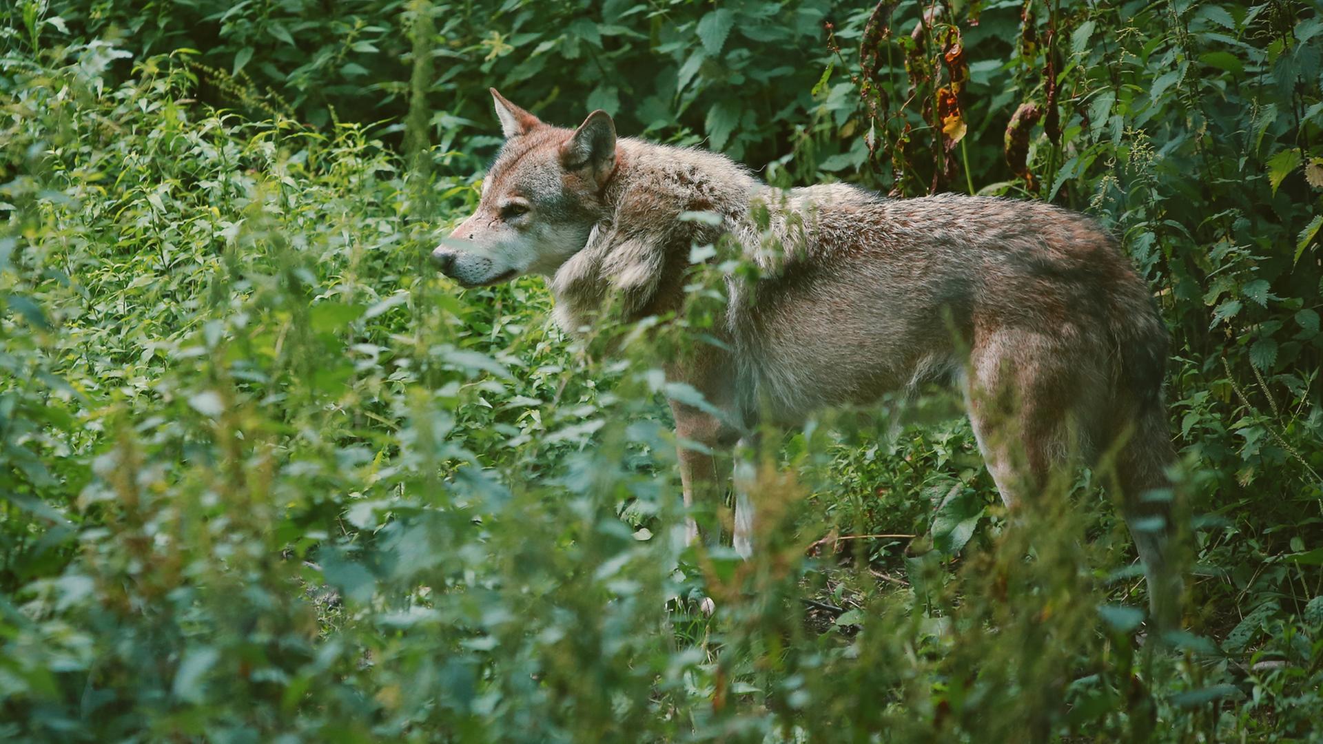 Möglicherweise Wolf gesichtet im Hamburger Westen